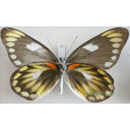 Delias zebuda Hewitson, 1862 female reverse Indonesia, Sulawesi13